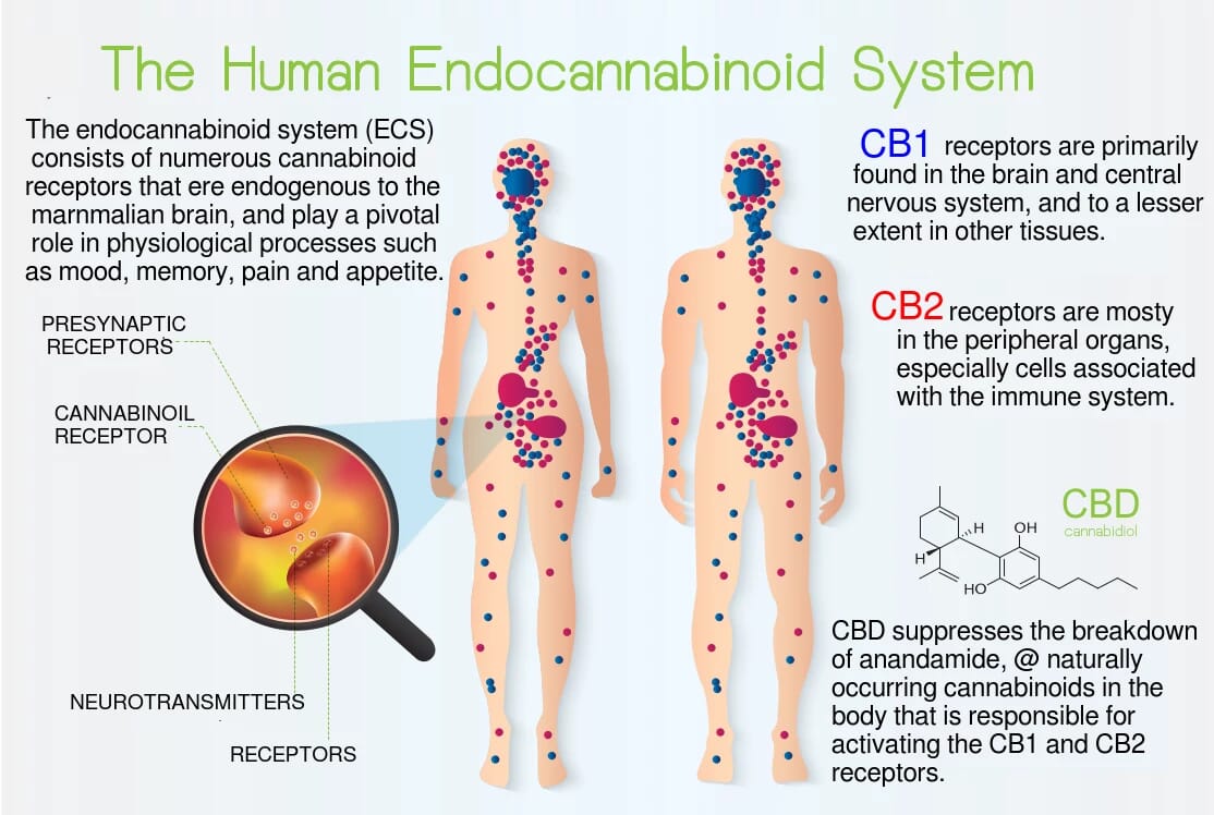 The Human Endocannabinoid System